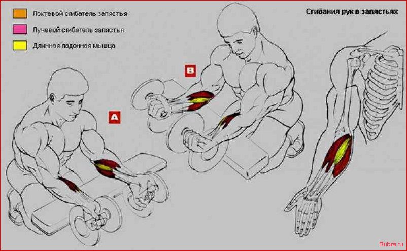 Сгибания запястий с гантелями