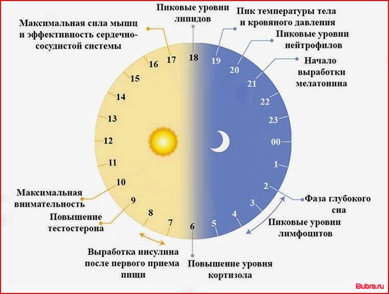 В какое время лучше заниматься спортом: плюсы и минусы тренировок в разное время суток