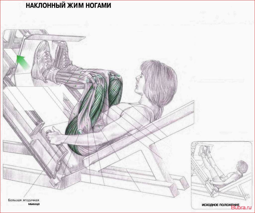 Жим ногами лежа в тренажере