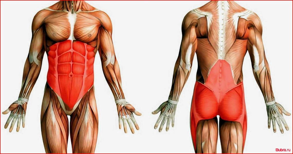 Мышцы кора — что это и как правильно их тренировать
