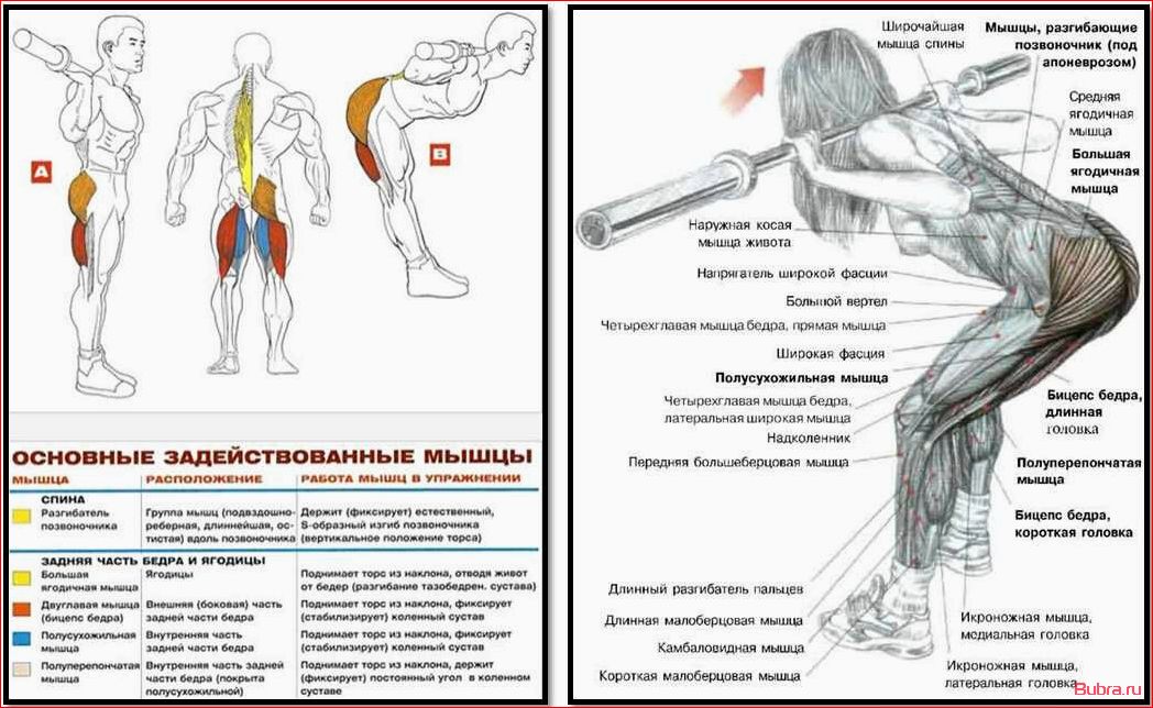 Наклоны со штангой на плечах