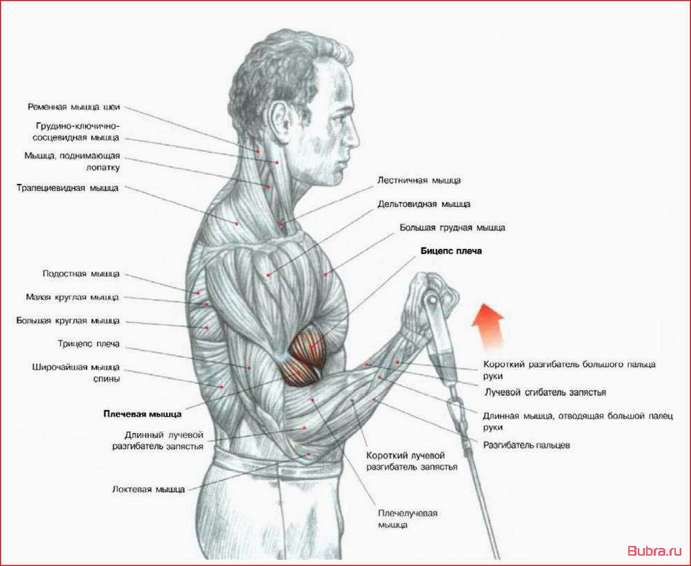 Подъем на бицепс одной рукой в нижнем блоке
