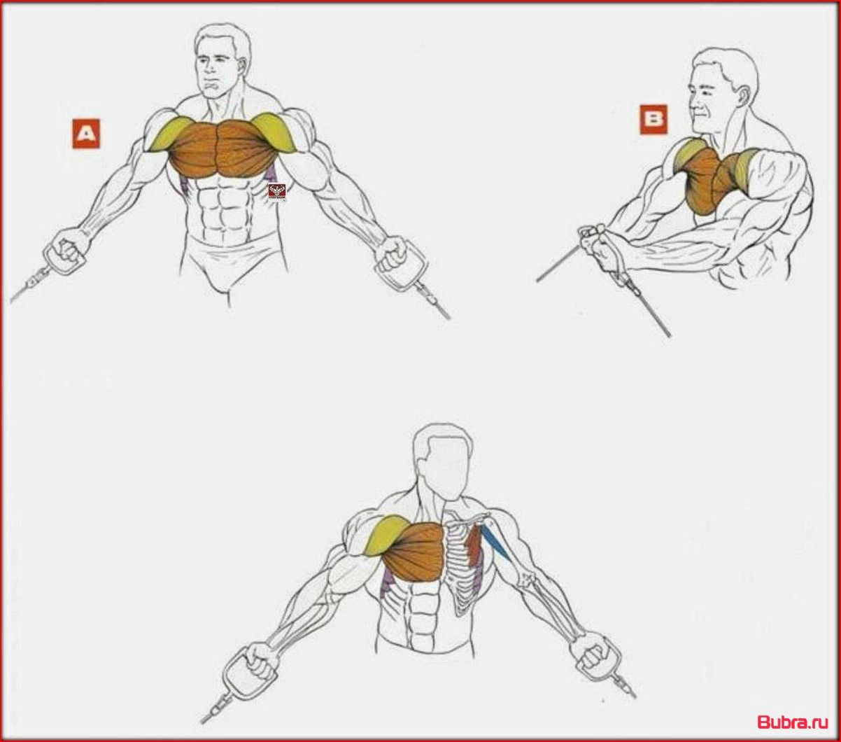 Как развить внутреннюю часть грудных мышц: советы и тренировочная программа