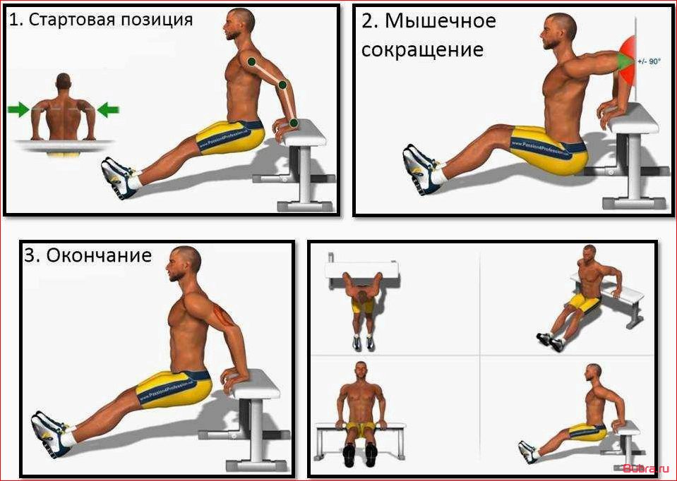 Отжимания от скамьи: техника выполнения, польза и вариации