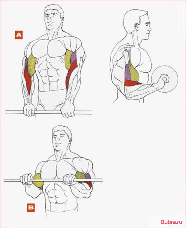 Подъем гантелей на бицепс обратным хватом: техника выполнения и преимущества