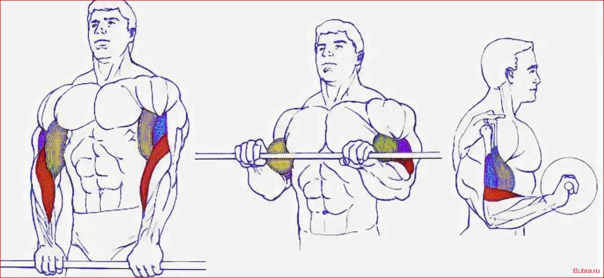Подъем гантелей на бицепс обратным хватом: техника выполнения и преимущества