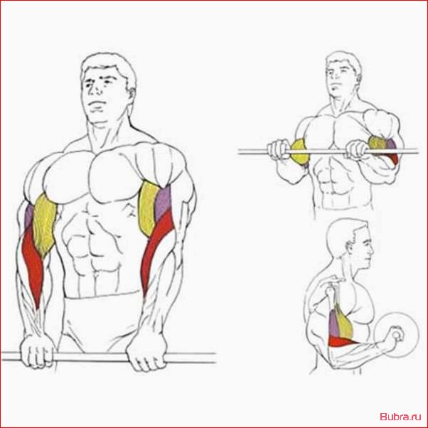 Подъем гантелей на бицепс обратным хватом: техника выполнения и преимущества