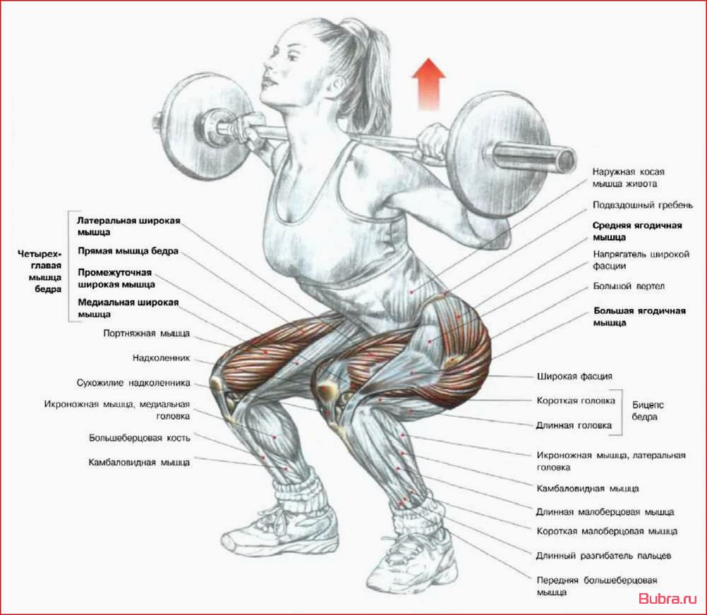 Приседания со штангой