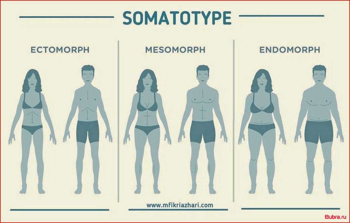 Кто такой эндоморф: основные характеристики типа телосложения
