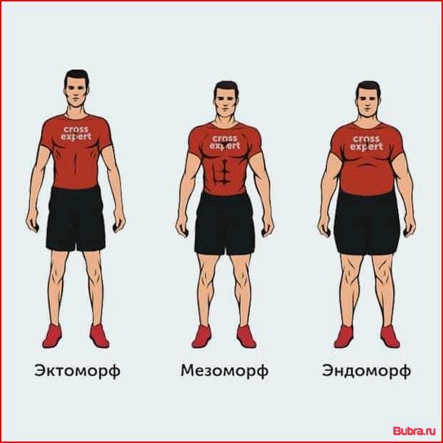 Кто такой эндоморф: основные характеристики типа телосложения