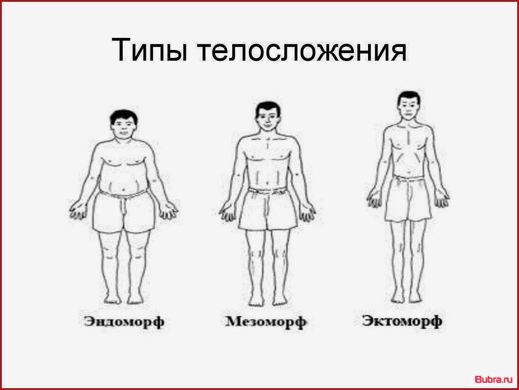 Кто такой эндоморф: основные характеристики типа телосложения