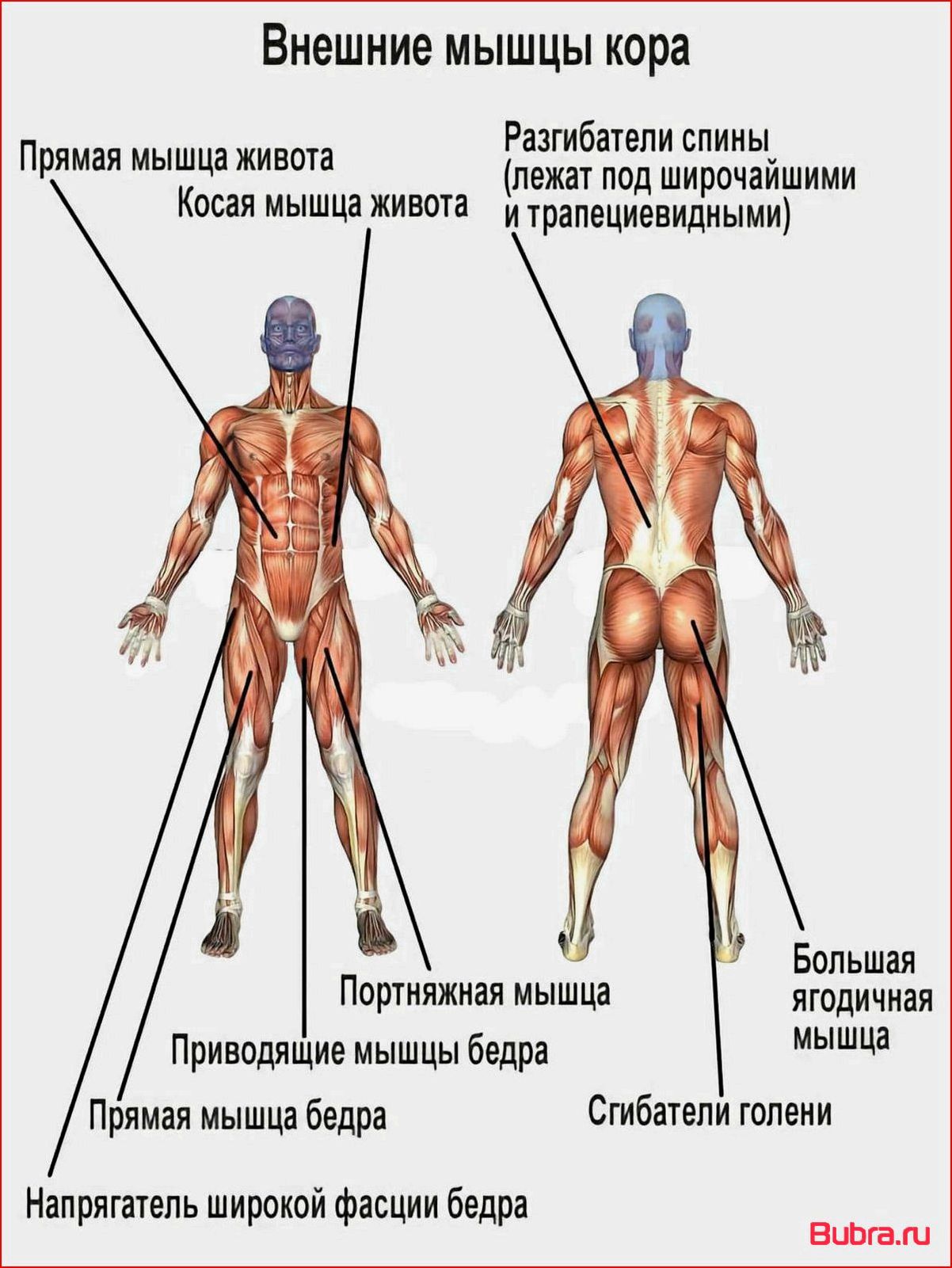 Мышцы кора — что это и как правильно их тренировать