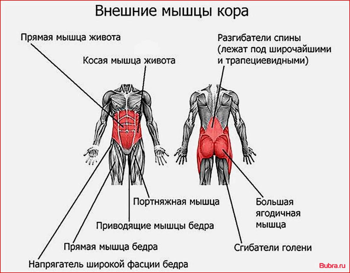 Мышцы кора — что это и как правильно их тренировать