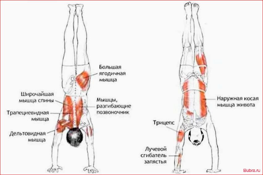 Отжимания в стойке на руках