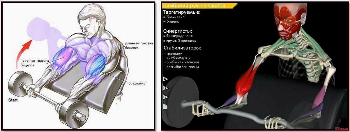 Паучьи сгибания с гантелями