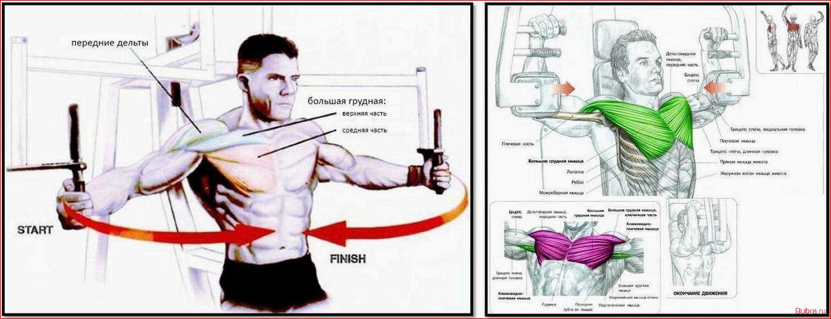 Сведение рук в тренажере «Бабочка»