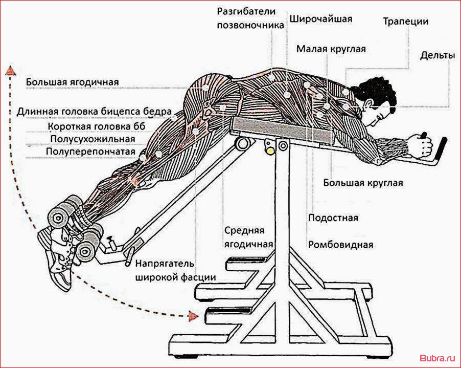 Обратная гиперэкстензия для спины: техника выполнения и польза