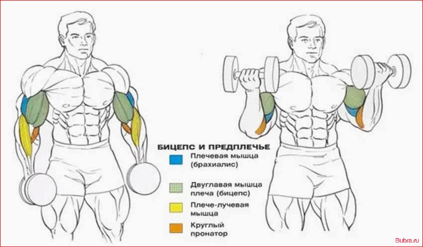 Подъем гантелей на бицепс через стороны