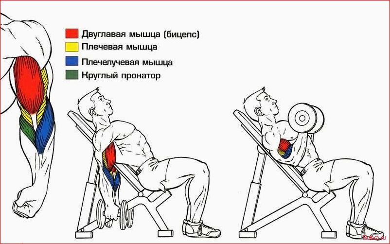 Поочередные подъемы на бицепс на наклонной скамье