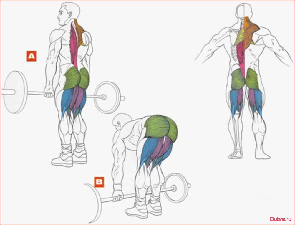 Румынская тяга со штангой: техника выполнения и преимущества
