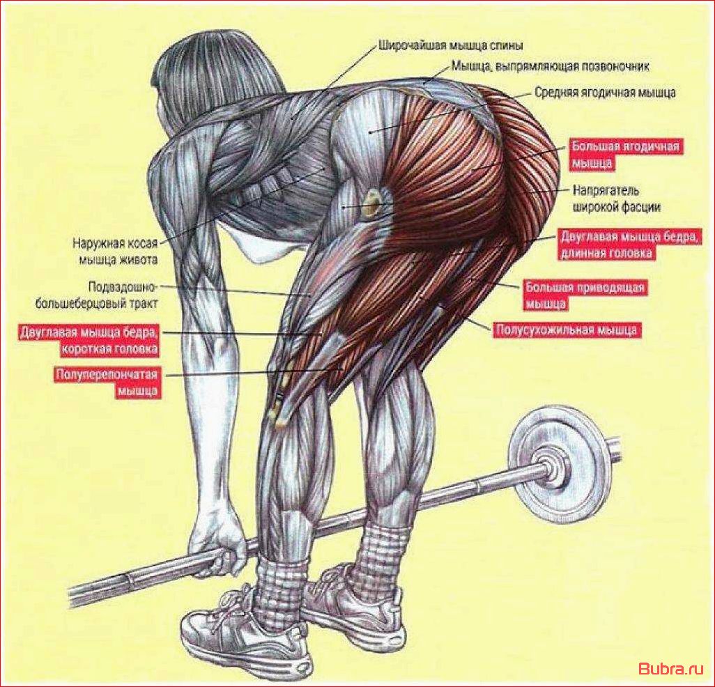 Румынская тяга со штангой: техника выполнения и преимущества