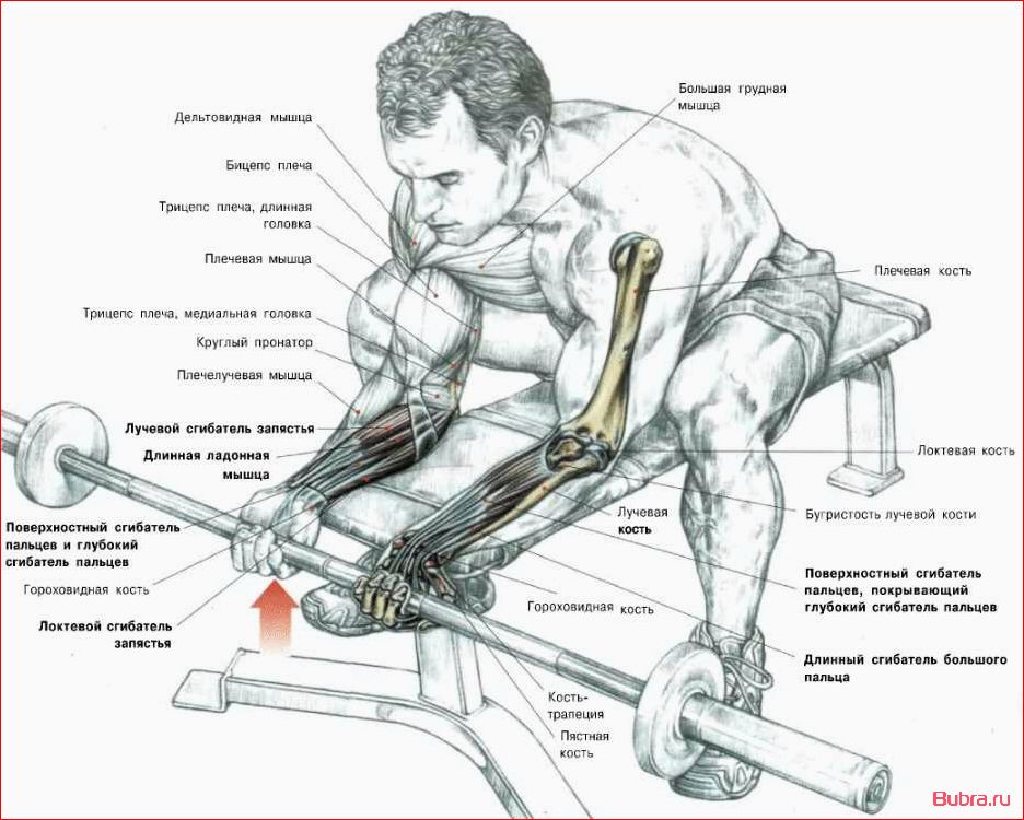Разгибание запястий с гантелями над скамьей