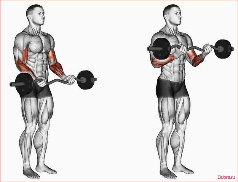 Разгибание запястий со штангой над коленями
