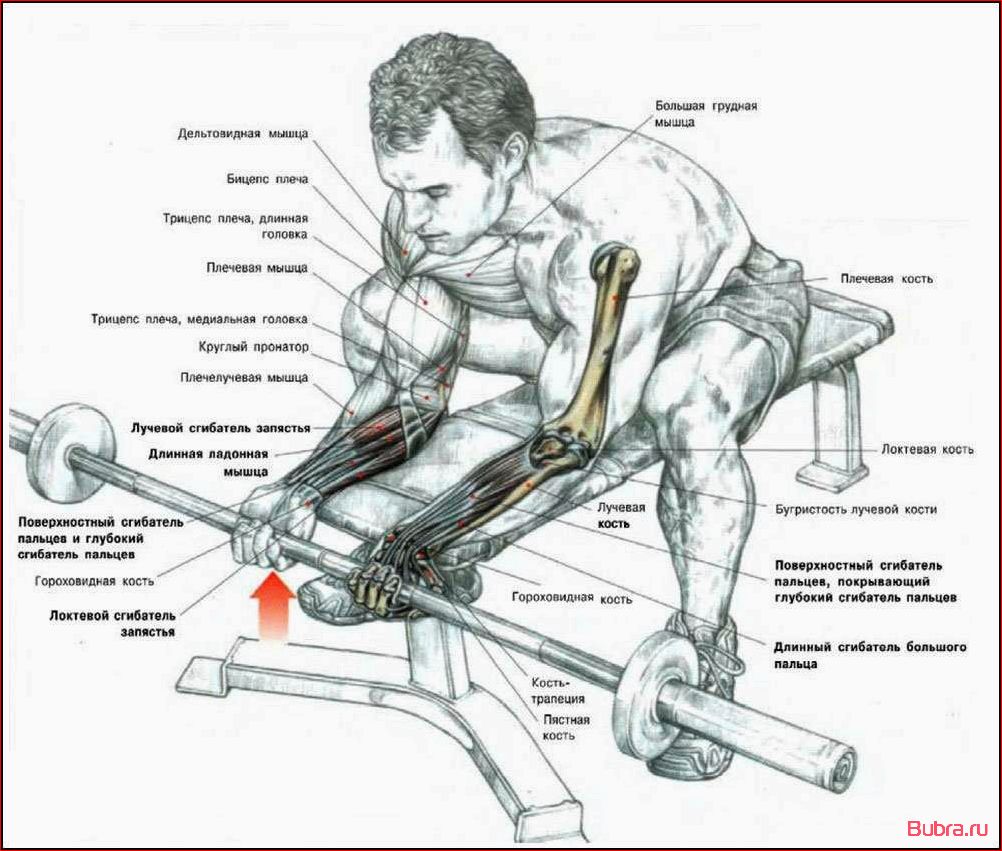 Сгибания запястий с гантелями над скамьей