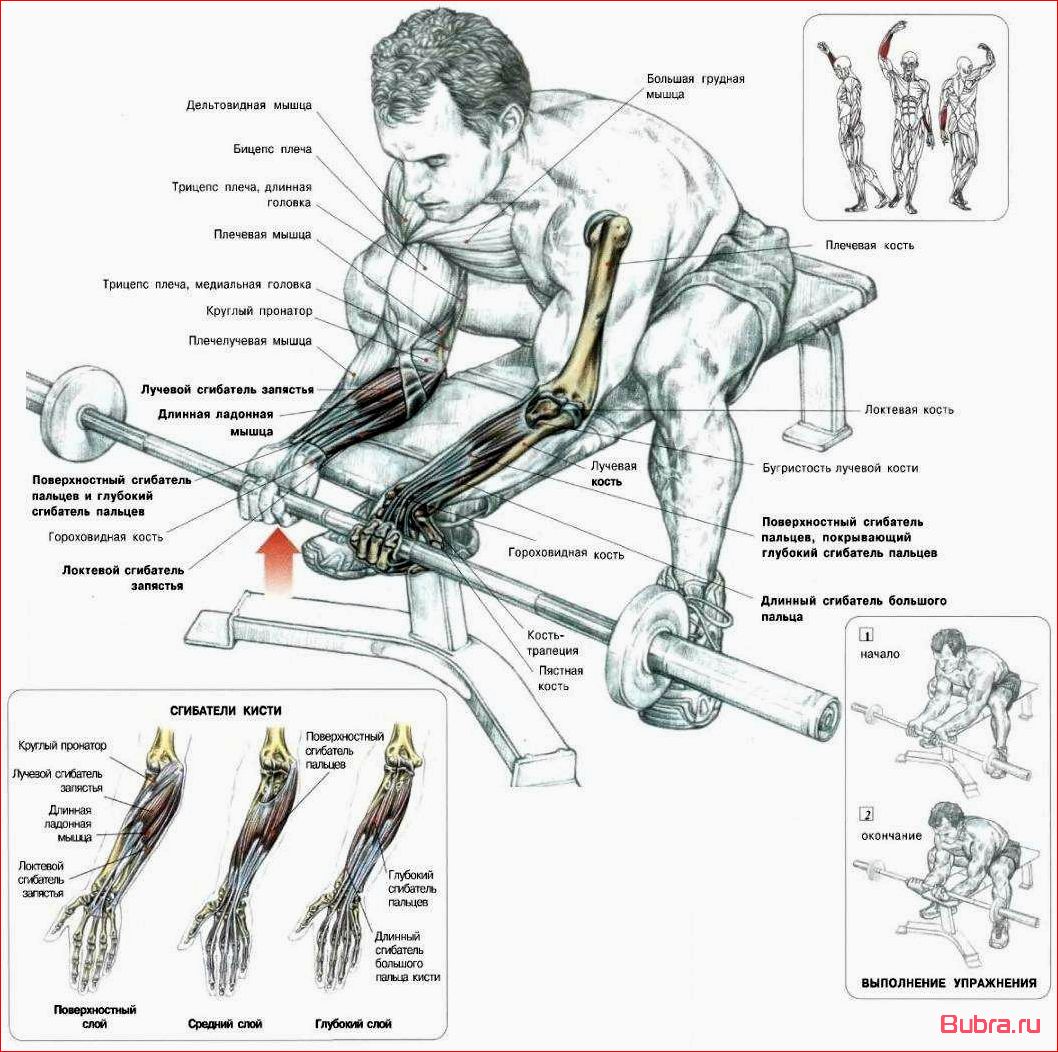 Сгибания запястий с гантелями над скамьей