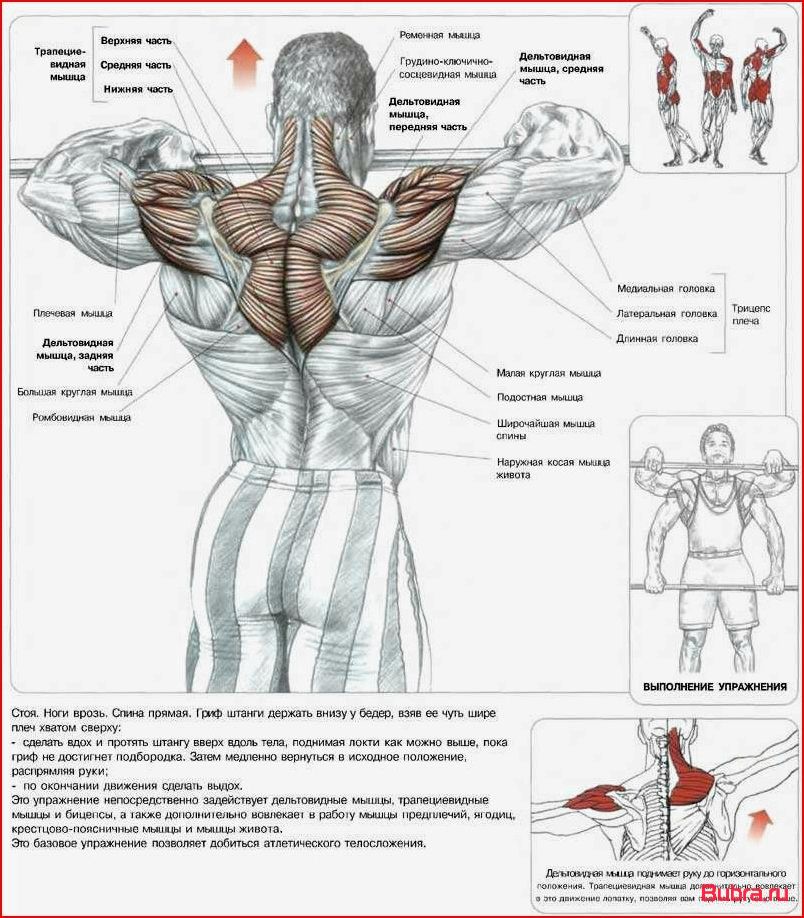 Тренировка плеч для женщин: эффективные упражнения и программа тренировок для красивых и сильных плеч.