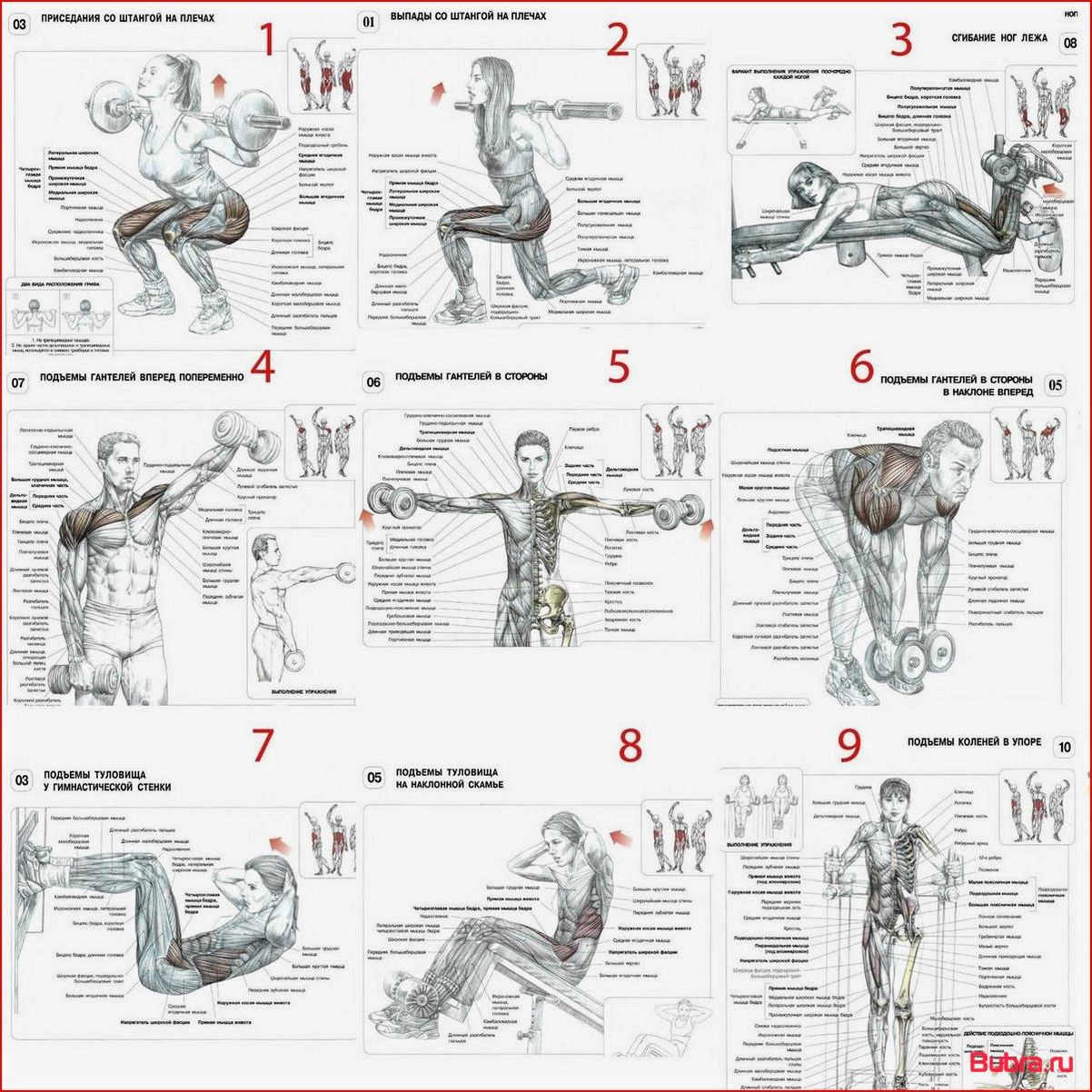 Тренировка плеч для женщин: эффективные упражнения и программа тренировок для красивых и сильных плеч.