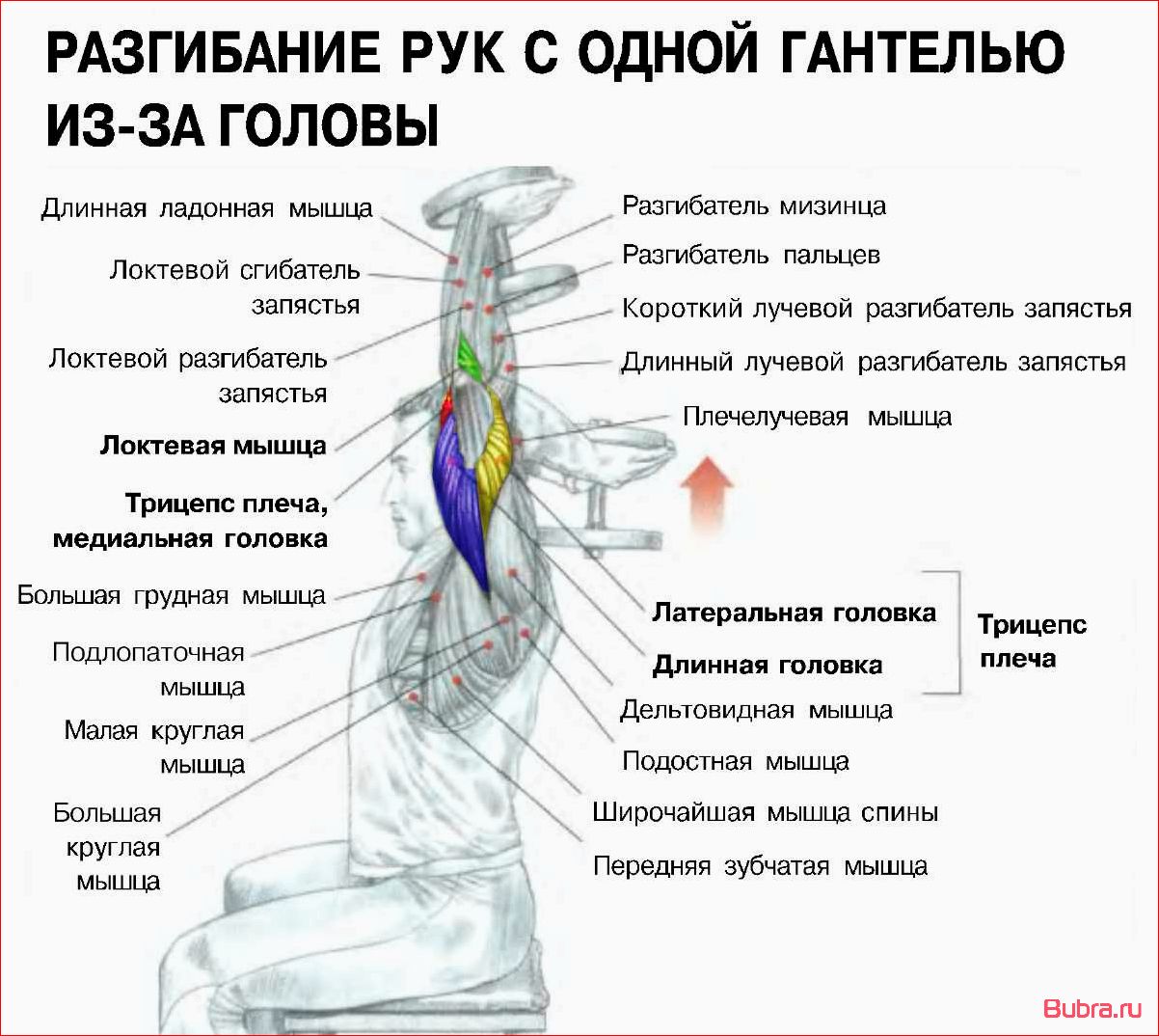 Разгибания из-за головы с гантелью