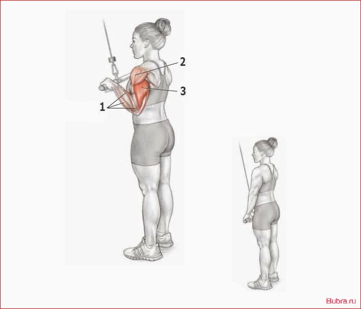 Разгибания рук в тренажере