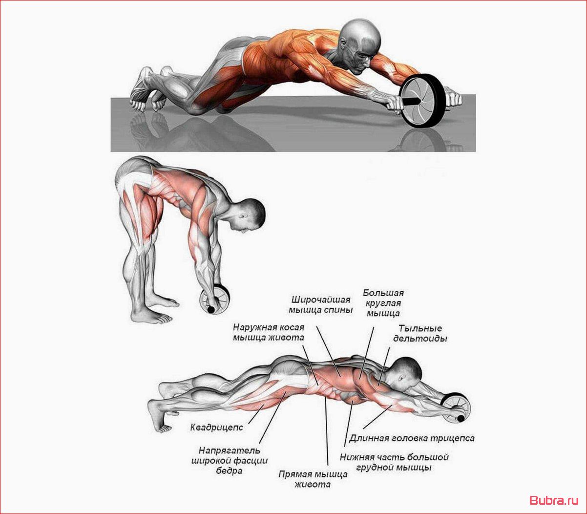 Ролик для пресса: эффективный способ тренировки мышц живота