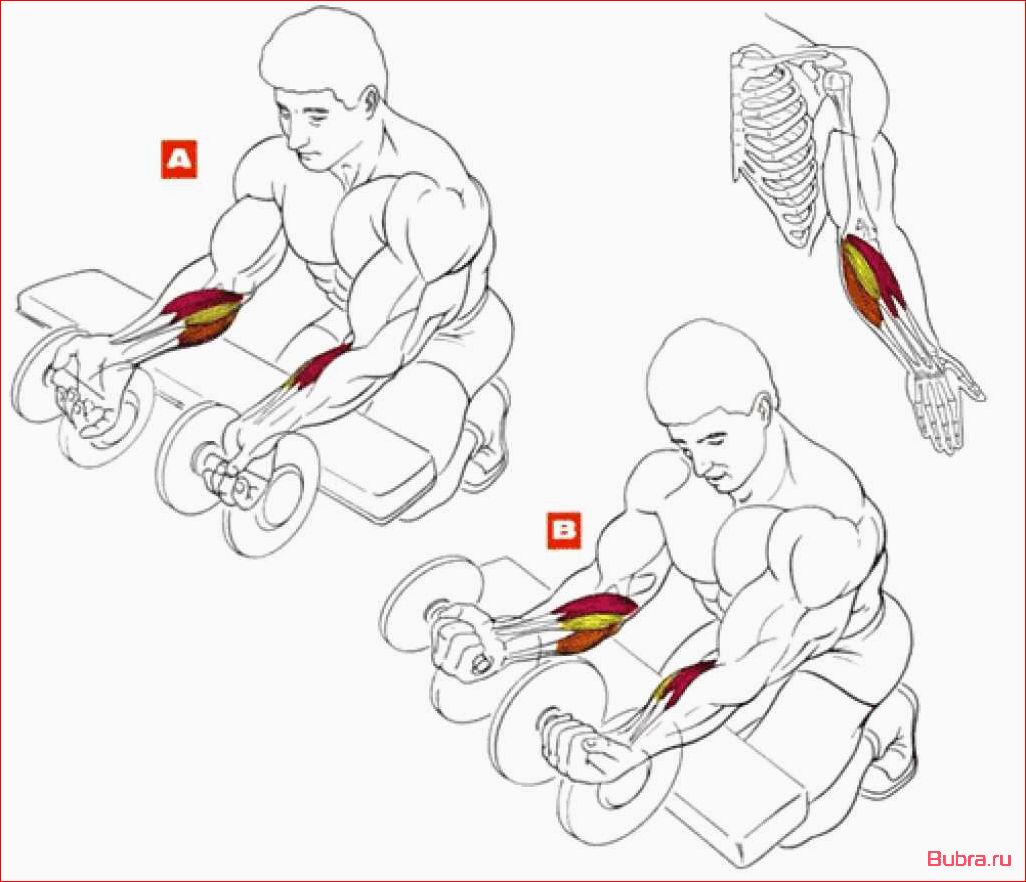 Сгибания запястий с гантелей