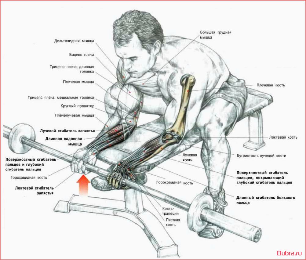 Сгибания запястий со штангой над скамьей