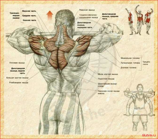 Тяга штанги к подбородку: основные принципы и техника выполнения