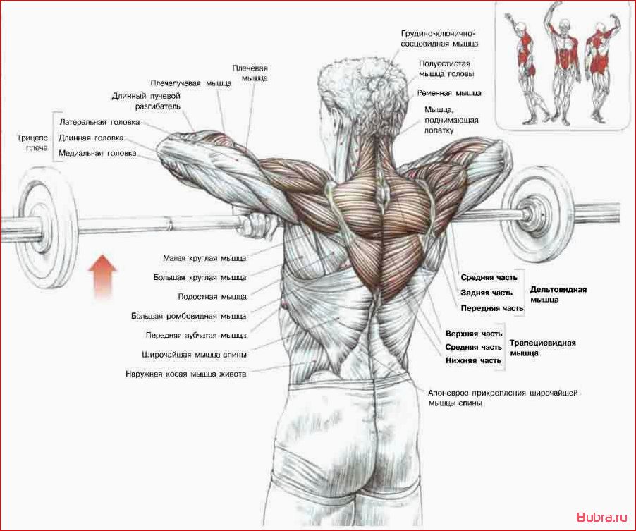 Тяга штанги к подбородку: основные принципы и техника выполнения