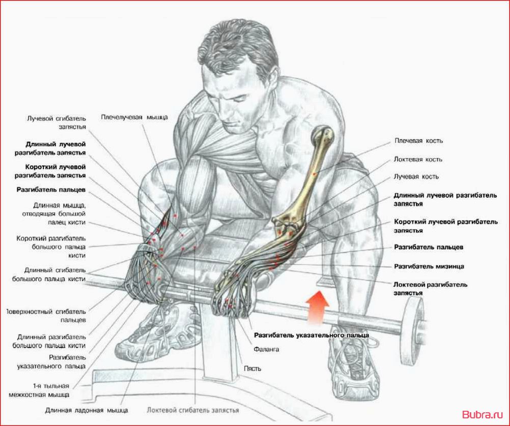 Сгибания пальцев со штангой сидя