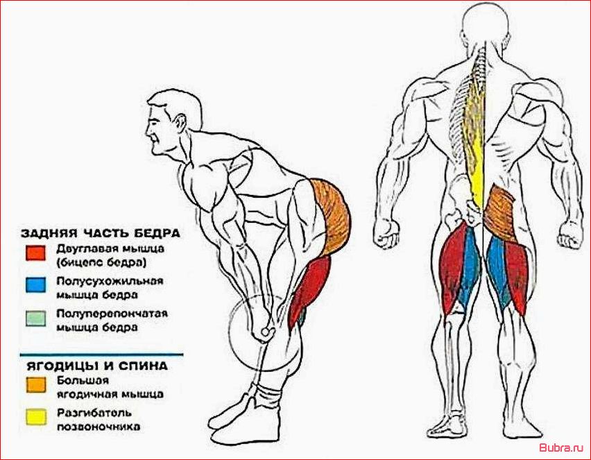 Становая тяга с гантелями: техника выполнения и польза для тренировки спины и ног