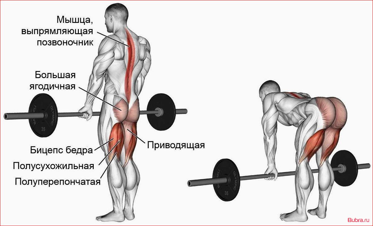 Становая тяга с гантелями: техника выполнения и польза для тренировки спины и ног