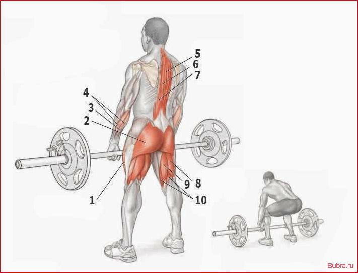 Становая тяга со штангой: правильная техника выполнения и польза для тренировки спины